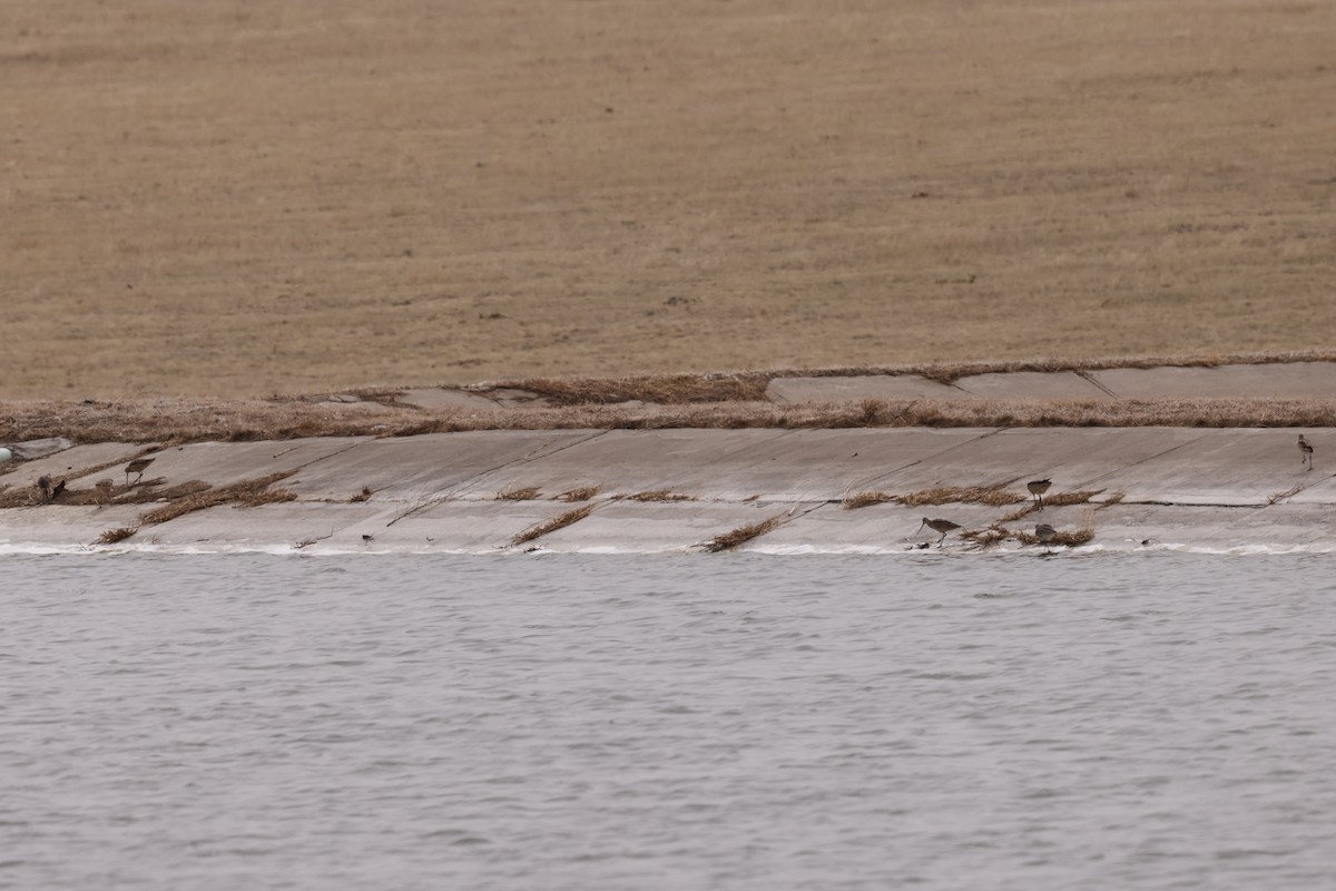 Kuliska kanelakara - ML562788841