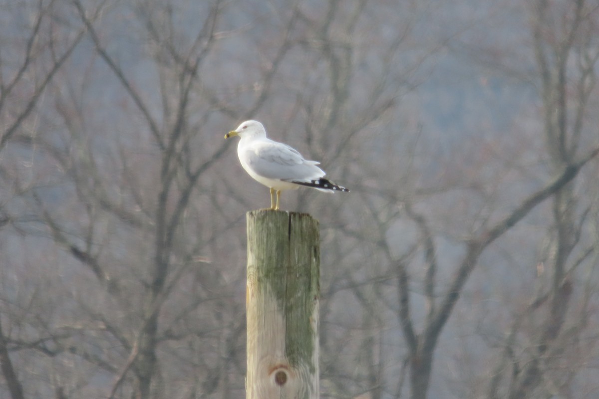 Ring-billed Gull - ML562789011