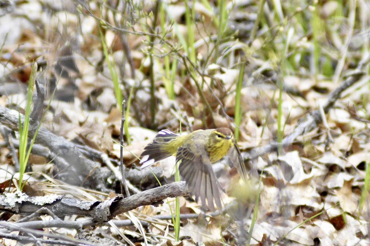 Palm Warbler - Cheyenne Lee