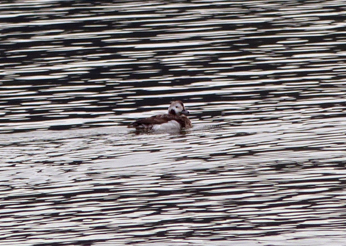 Long-tailed Duck - ML562790261