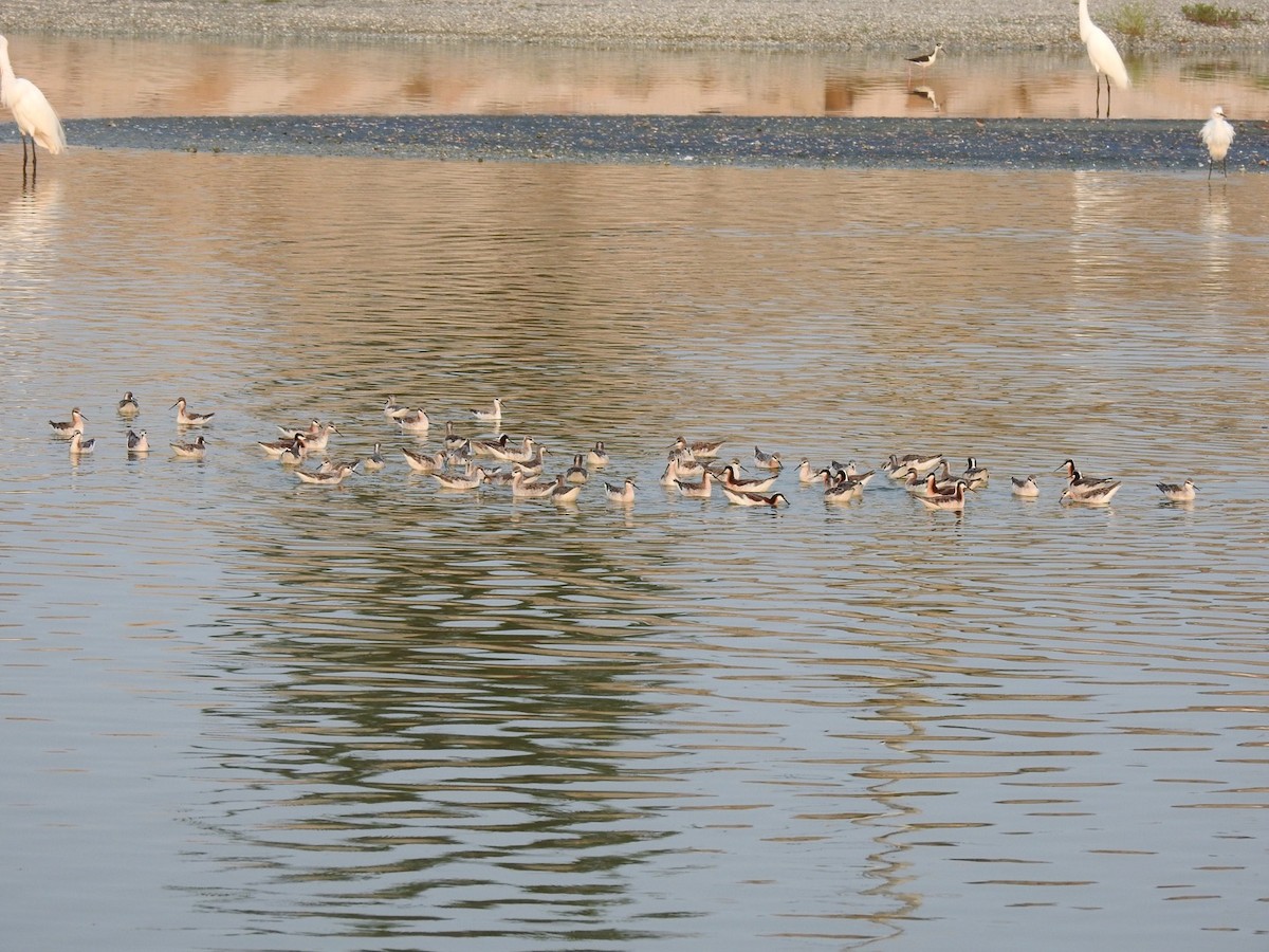 Phalarope de Wilson - ML562790501