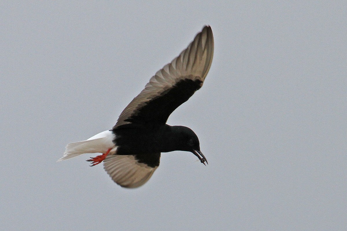 Guifette leucoptère - ML56279181