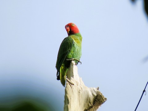 Moluccan Hanging-Parrot - Bob Hargis