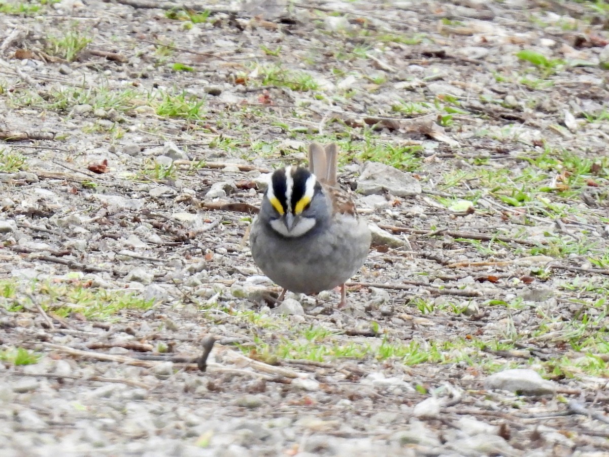 White-throated Sparrow - Sandy and Stephen Birge