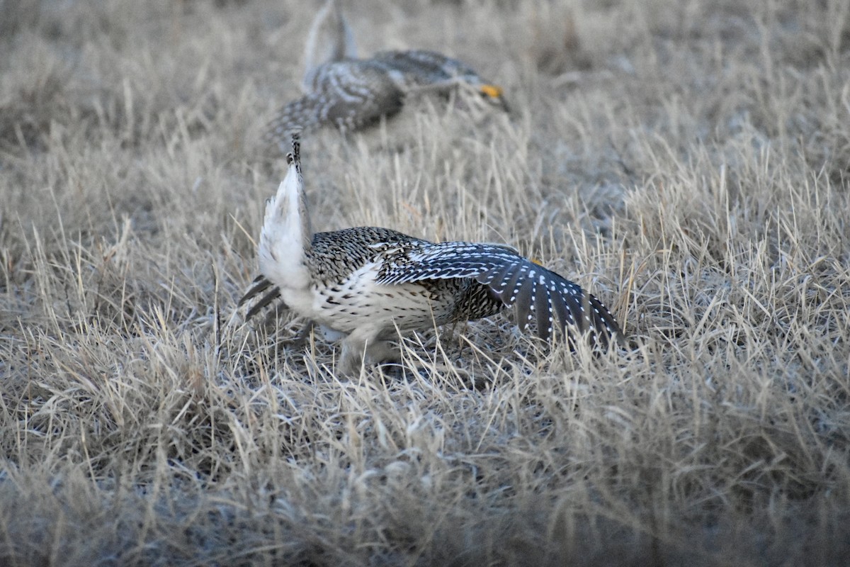 Sharp-tailed Grouse - ML562794711