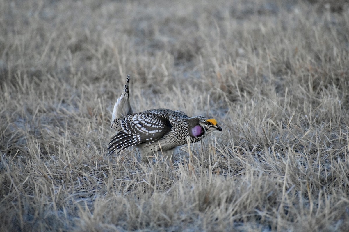 Sharp-tailed Grouse - ML562794721