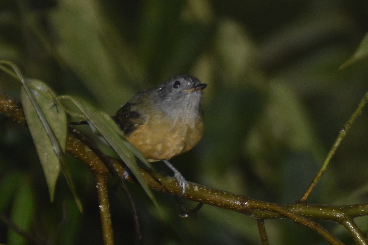 Gray-hooded Flycatcher - Juan Francisco Arrachea