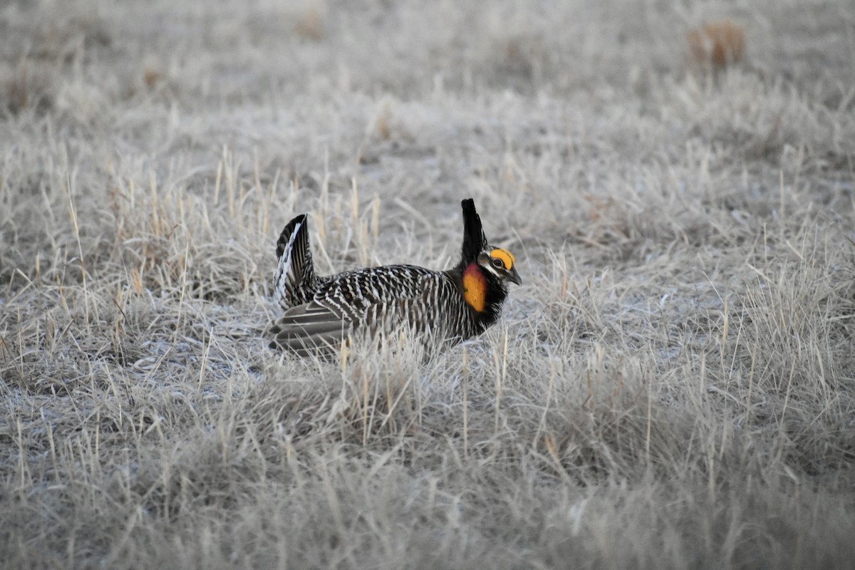 Greater Prairie-Chicken - ML562794971