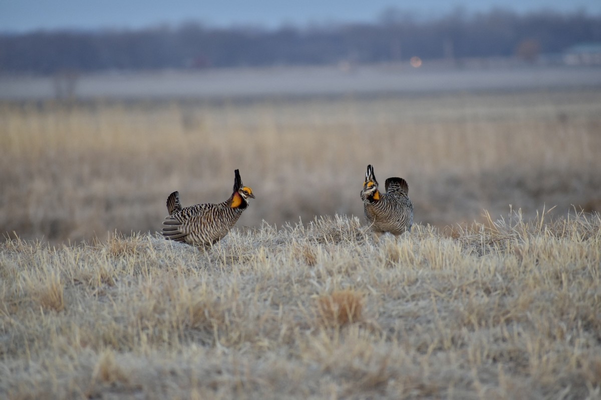Greater Prairie-Chicken - ML562794981