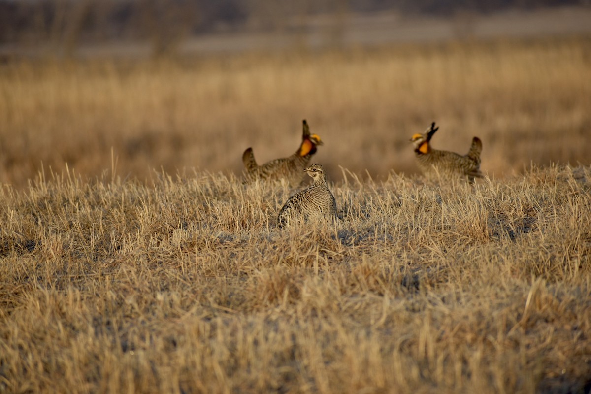 Greater Prairie-Chicken - ML562794991