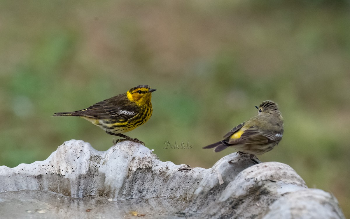 Cape May Warbler - ML562795101