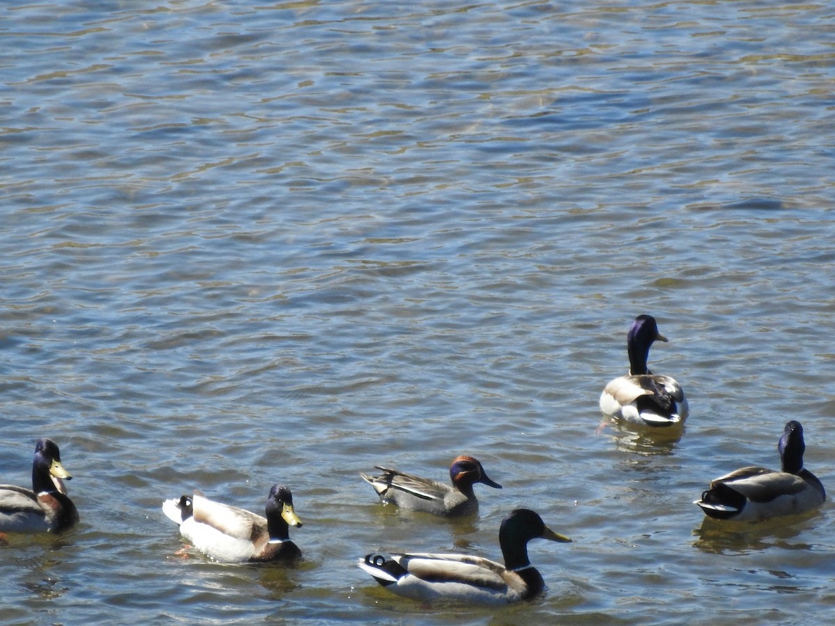 Green-winged Teal - Nelson Tito