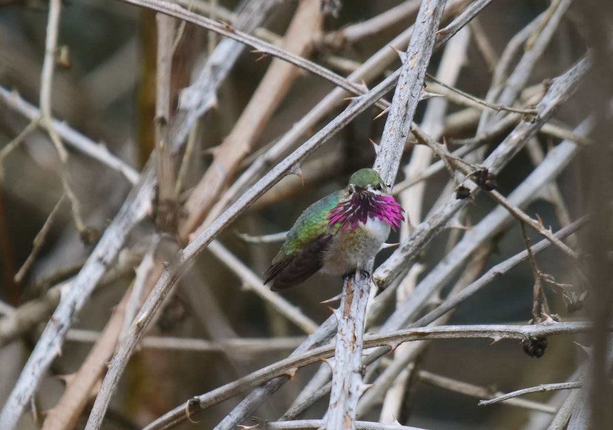 Calliope Hummingbird - ML562795781