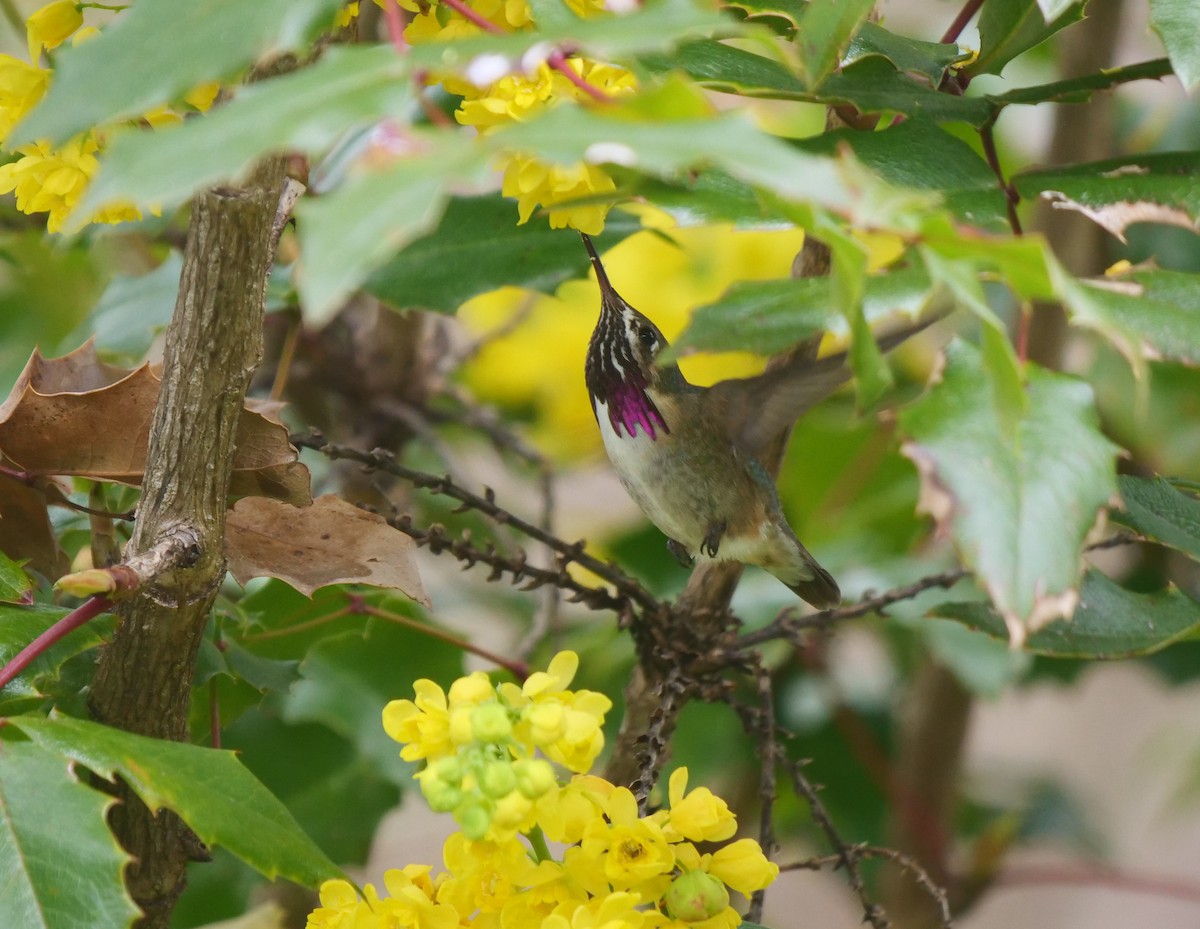 Calliope Hummingbird - ML562795791