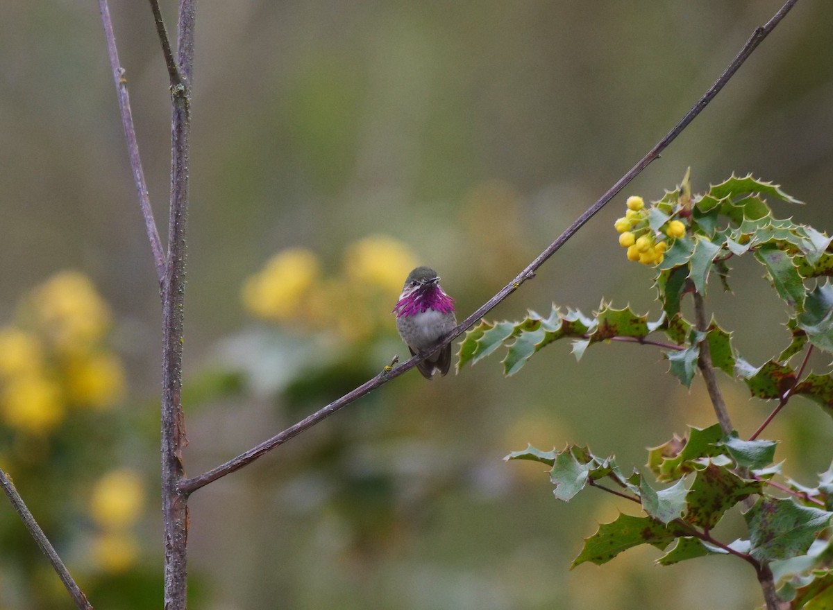 Calliope Hummingbird - ML562795801