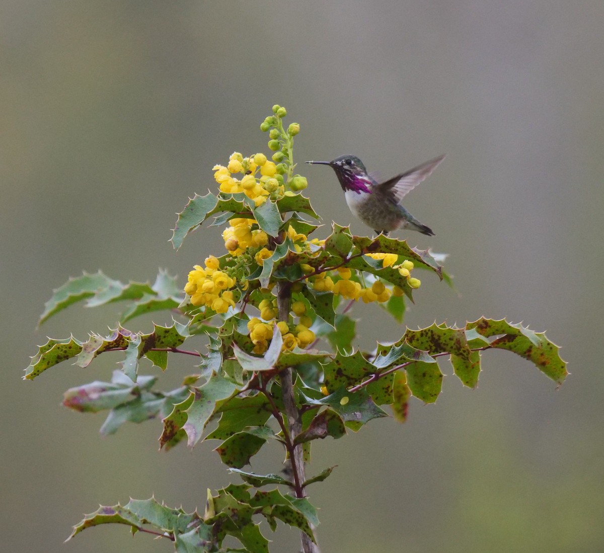 Calliope Hummingbird - ML562795811