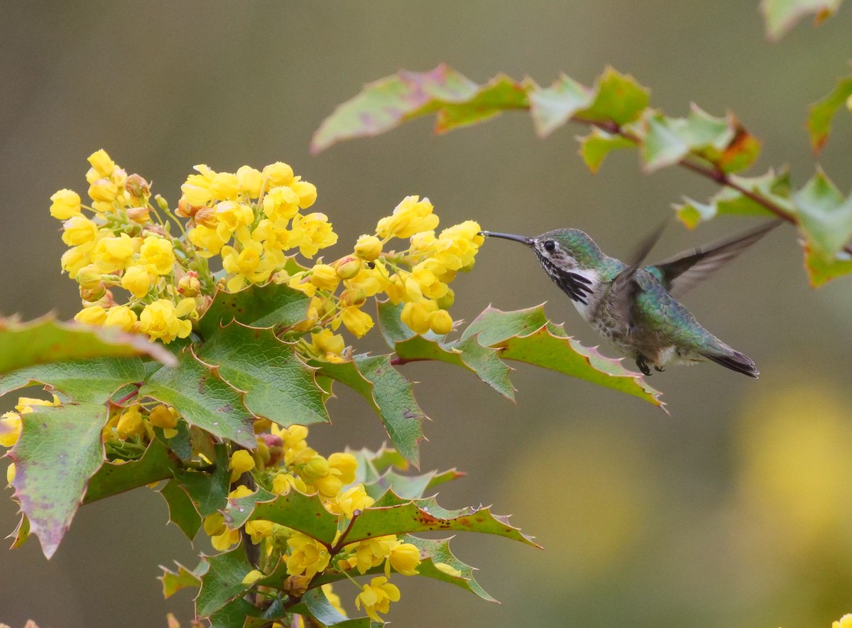 Calliope Hummingbird - ML562795821