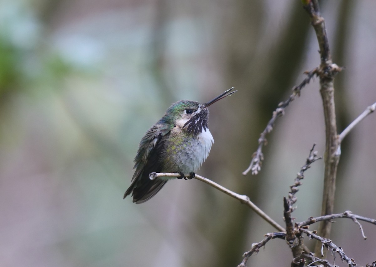 Calliope Hummingbird - ML562795831