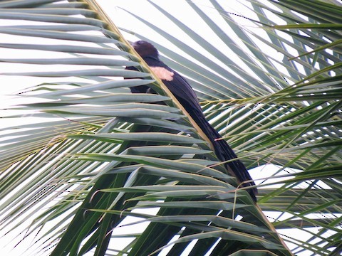 Goliath Coucal - Bob Hargis