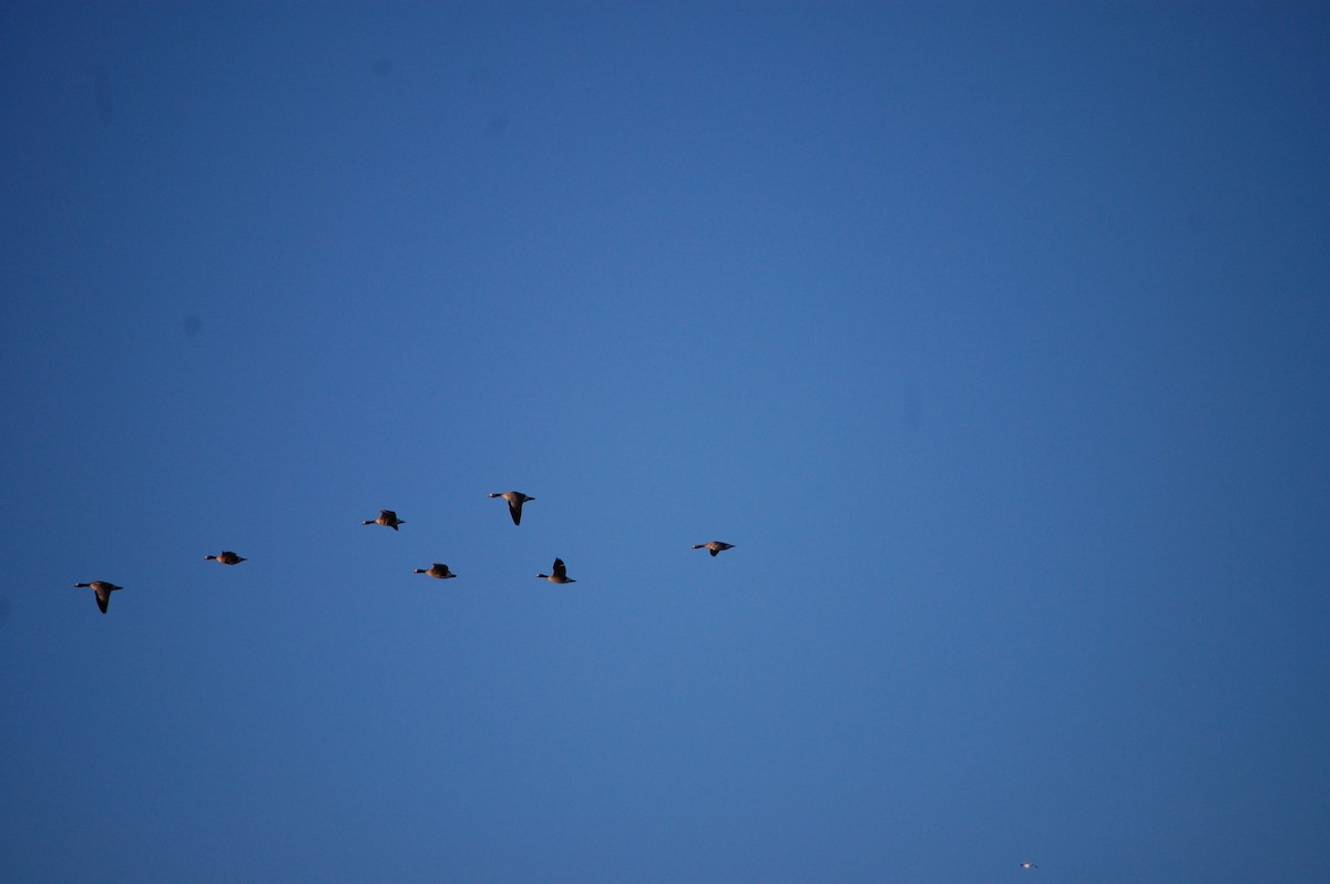 Greater White-fronted Goose - ML562796851