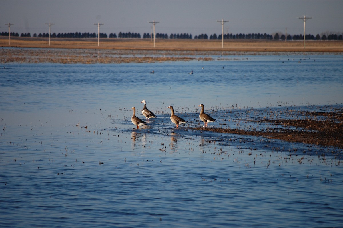 Greater White-fronted Goose - ML562796861