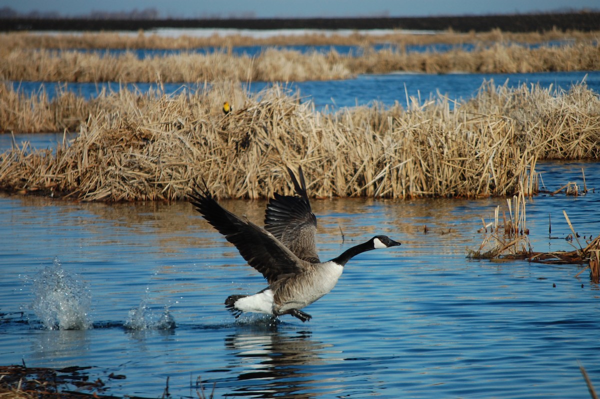 Canada Goose - Randy Toppen