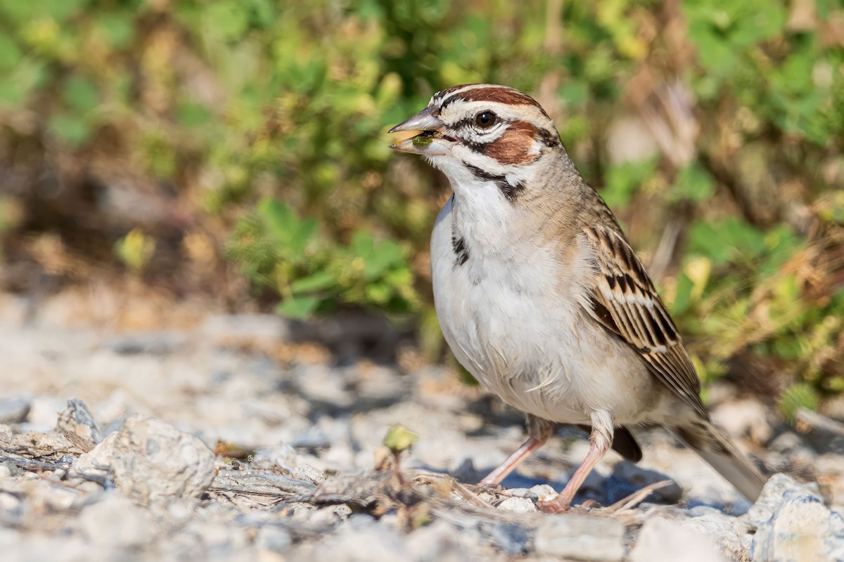 Lark Sparrow - ML562797151