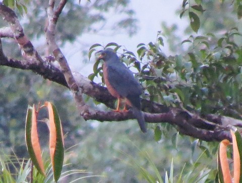 Moluccan Goshawk - Bob Hargis