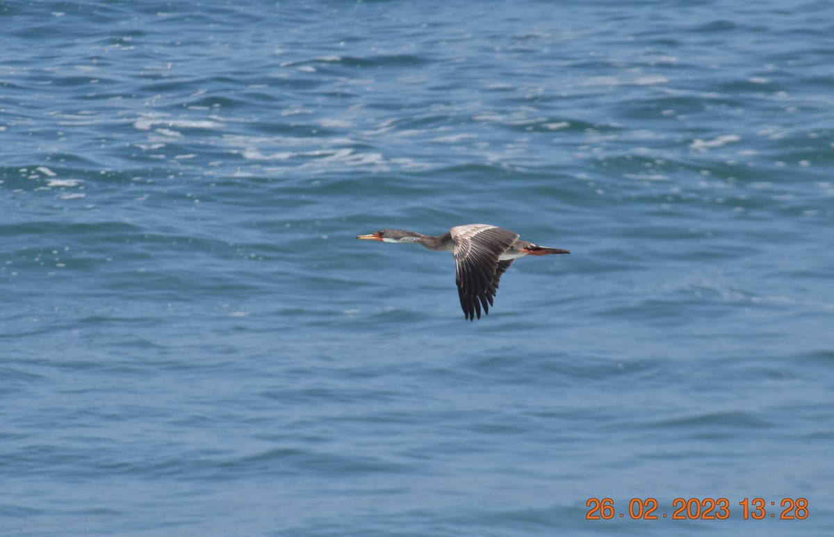 Red-legged Cormorant - Reynaldo Valdivia Reyes