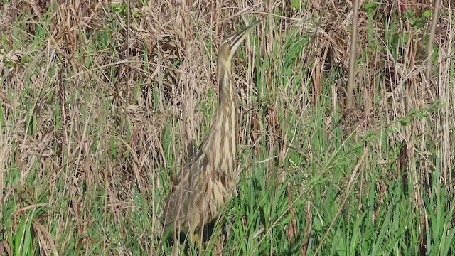 American Bittern - ML562797811