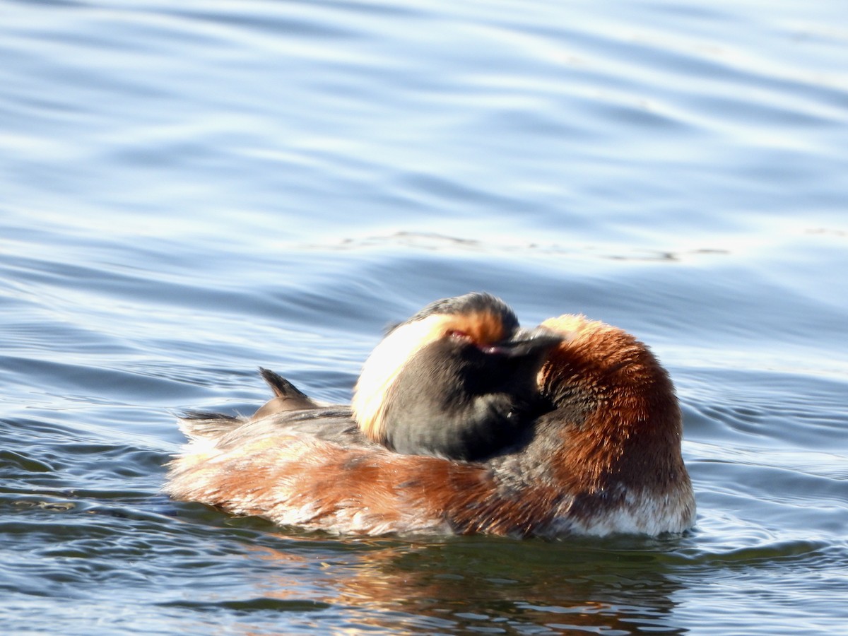 Horned Grebe - ML562800401