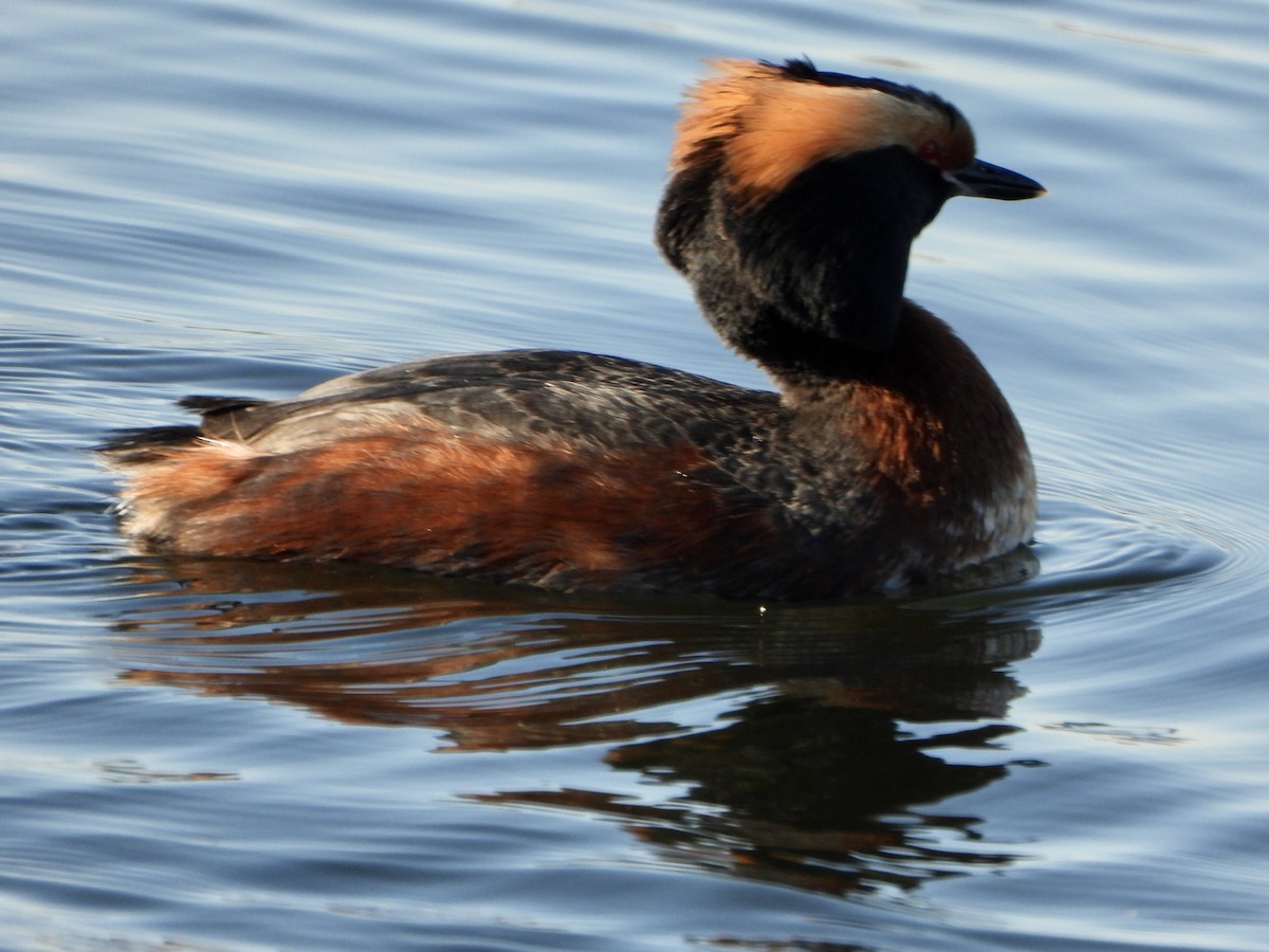 Horned Grebe - ML562800421