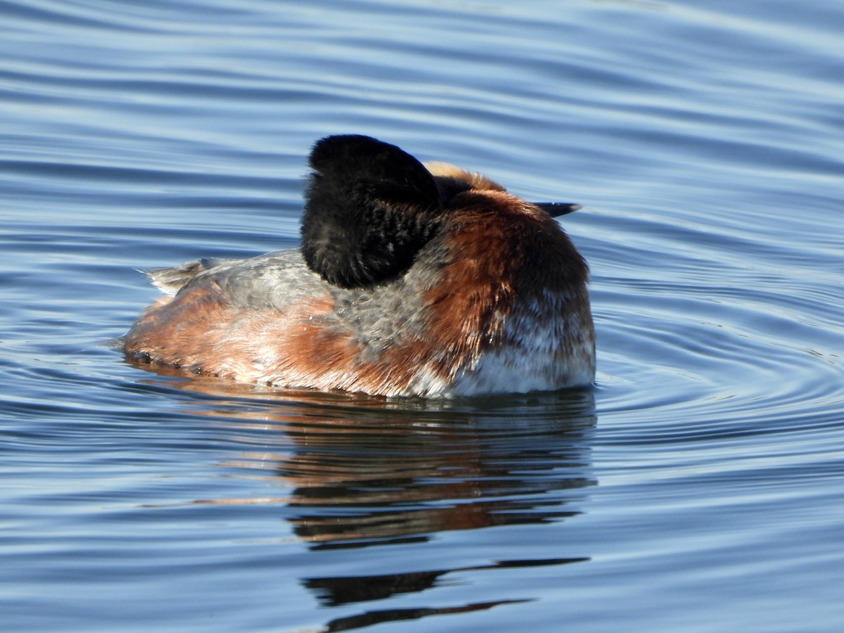 Horned Grebe - ML562800431