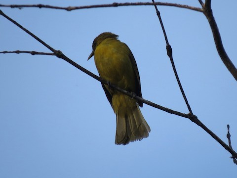 Halmahera Golden-Bulbul - Bob Hargis