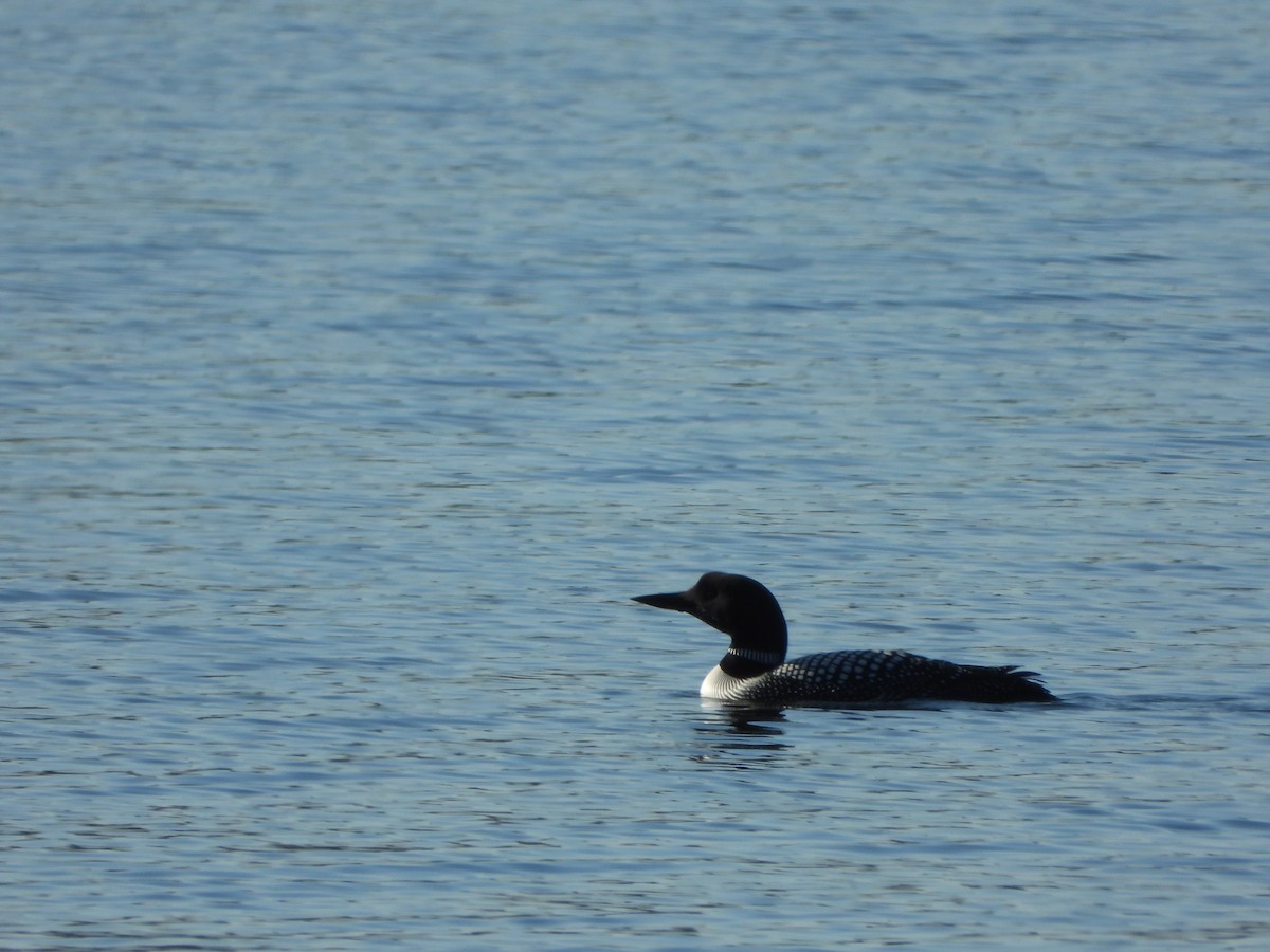 Common Loon - ML562801591