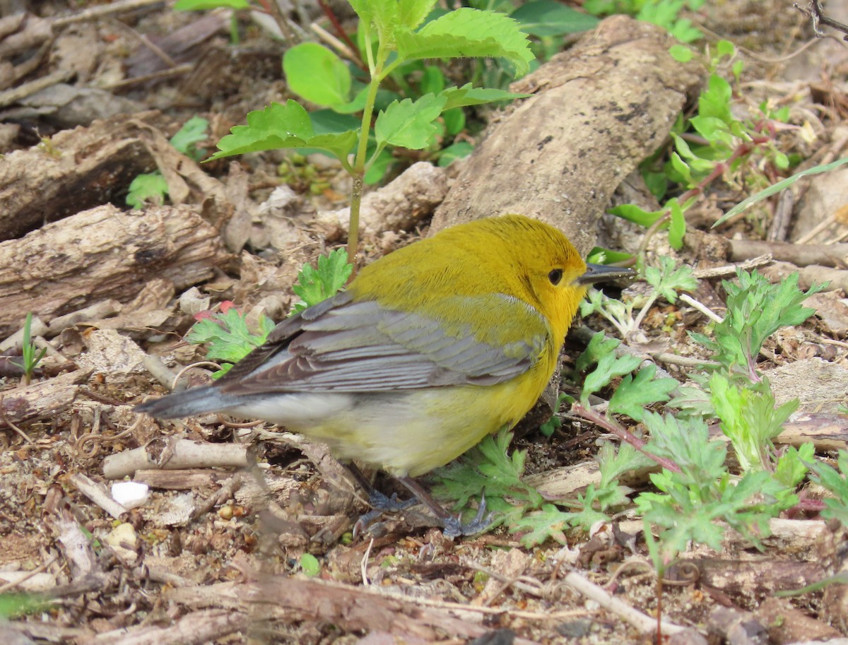 Prothonotary Warbler - Kelly Rogers