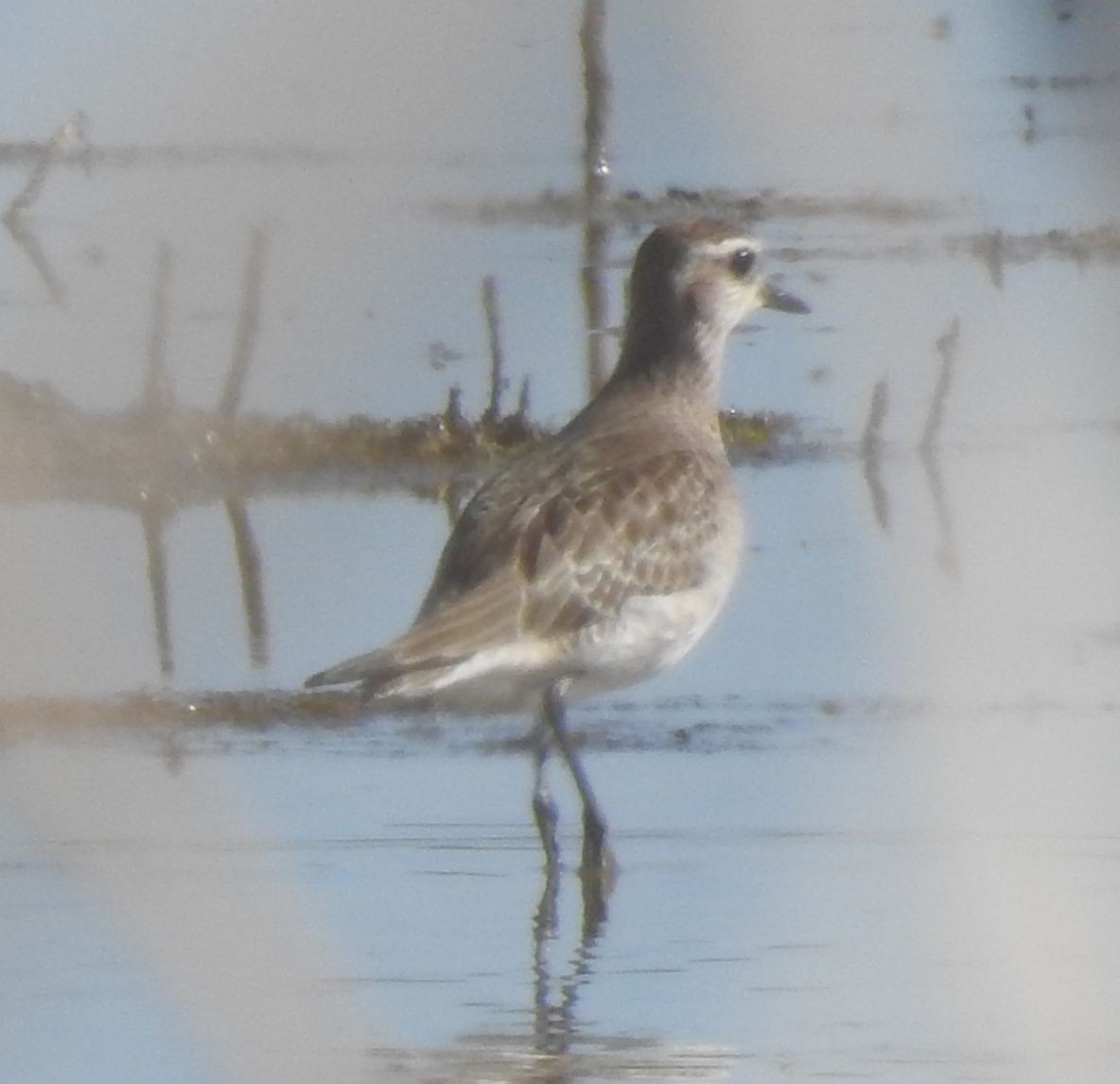 American Golden-Plover - Per Berthing