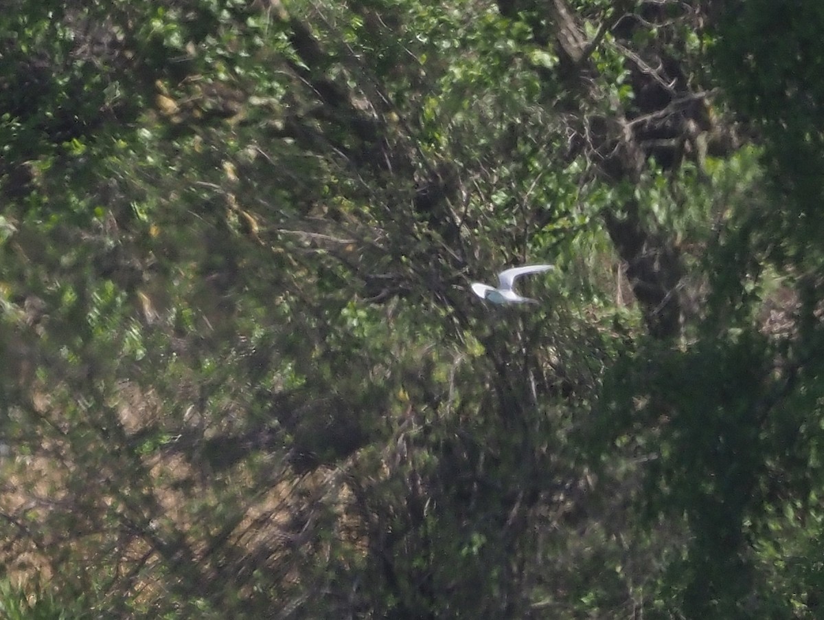 Forster's Tern - ML562802321