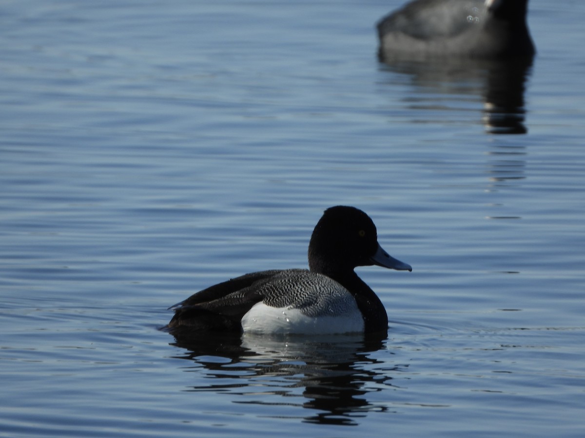 Lesser Scaup - ML562803191