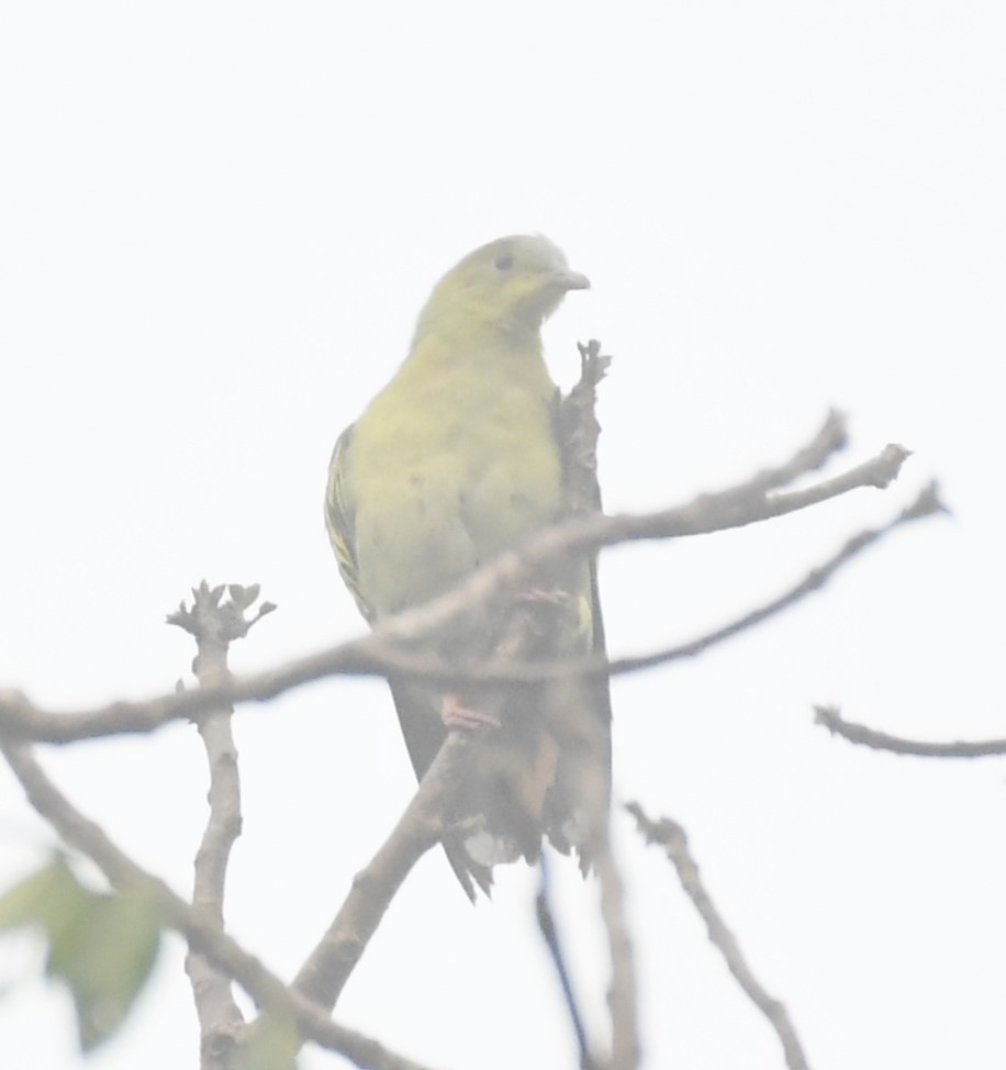 Ashy-headed Green-Pigeon - ML562804301