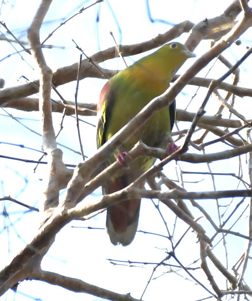 Ashy-headed Green-Pigeon - ML562804311