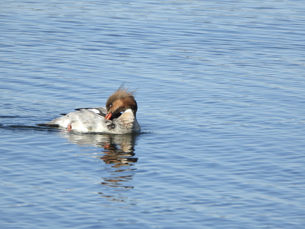 Red-breasted Merganser - ML562805561