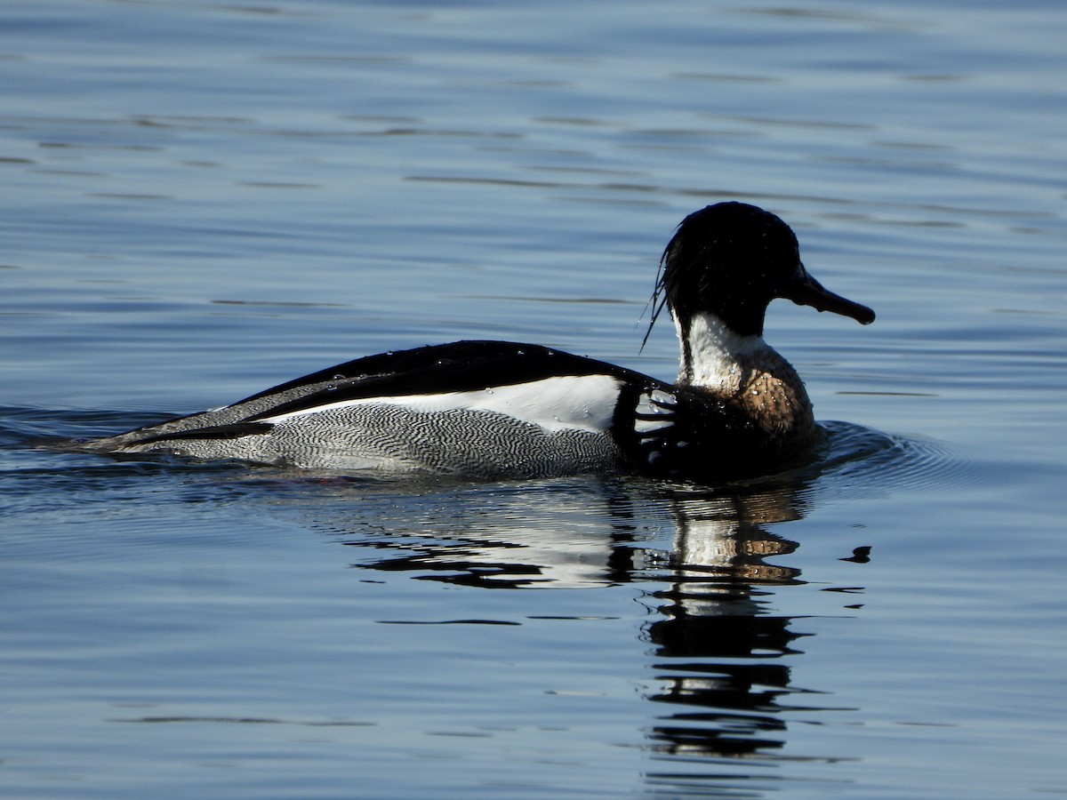 Red-breasted Merganser - ML562805801