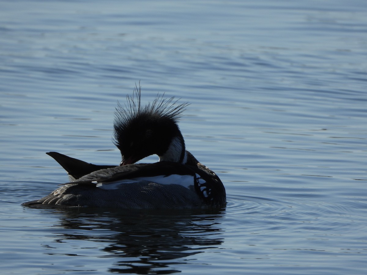 Red-breasted Merganser - Jocelyn K