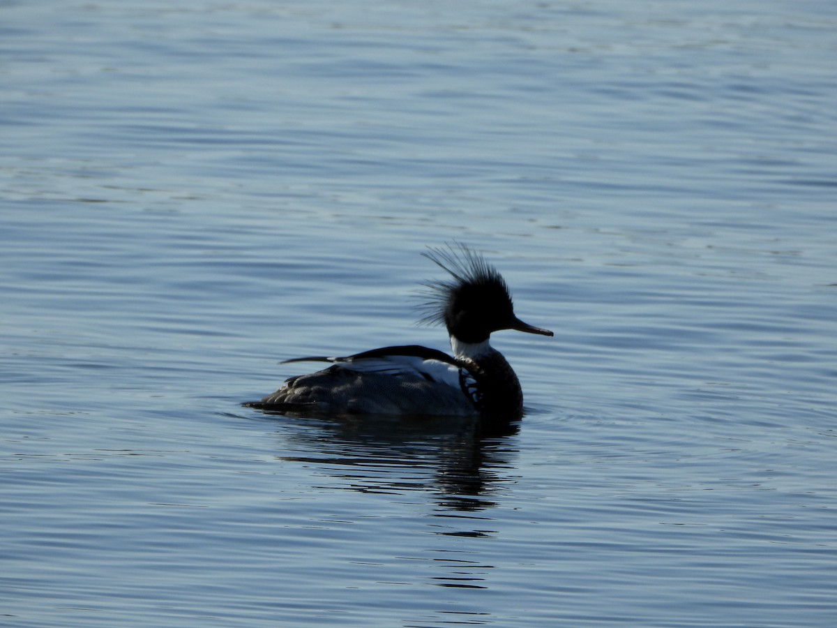 Red-breasted Merganser - ML562805821