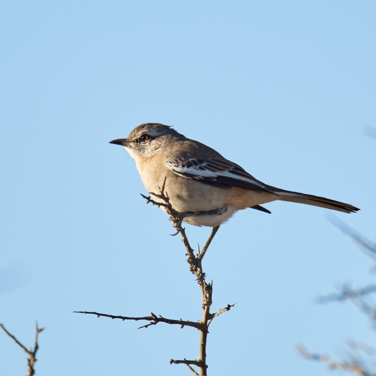 White-banded Mockingbird - Eduardo Opazo M. - Emplumados_