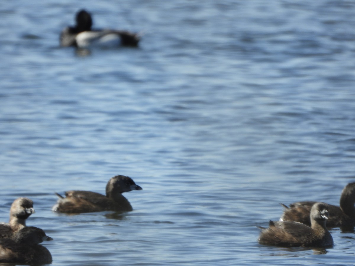 Pied-billed Grebe - ML562805971