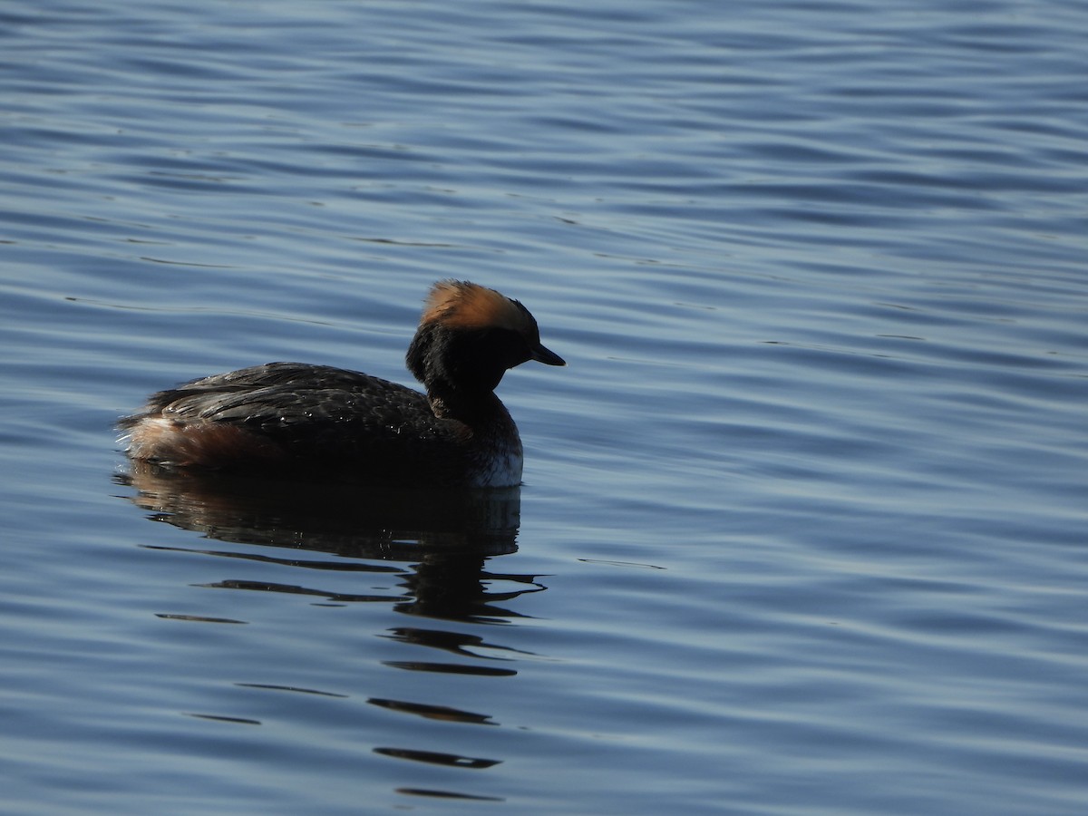 Horned Grebe - ML562806101