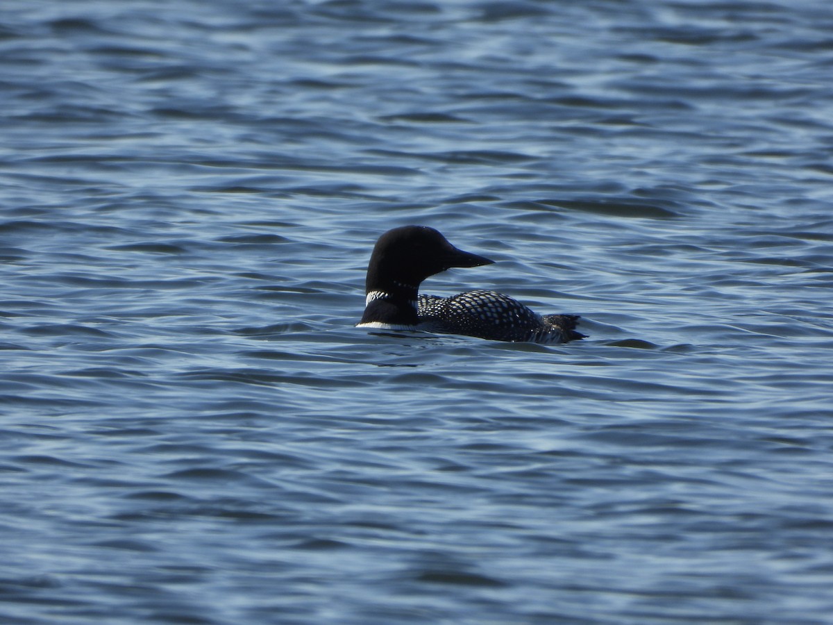 Plongeon huard - ML562806291