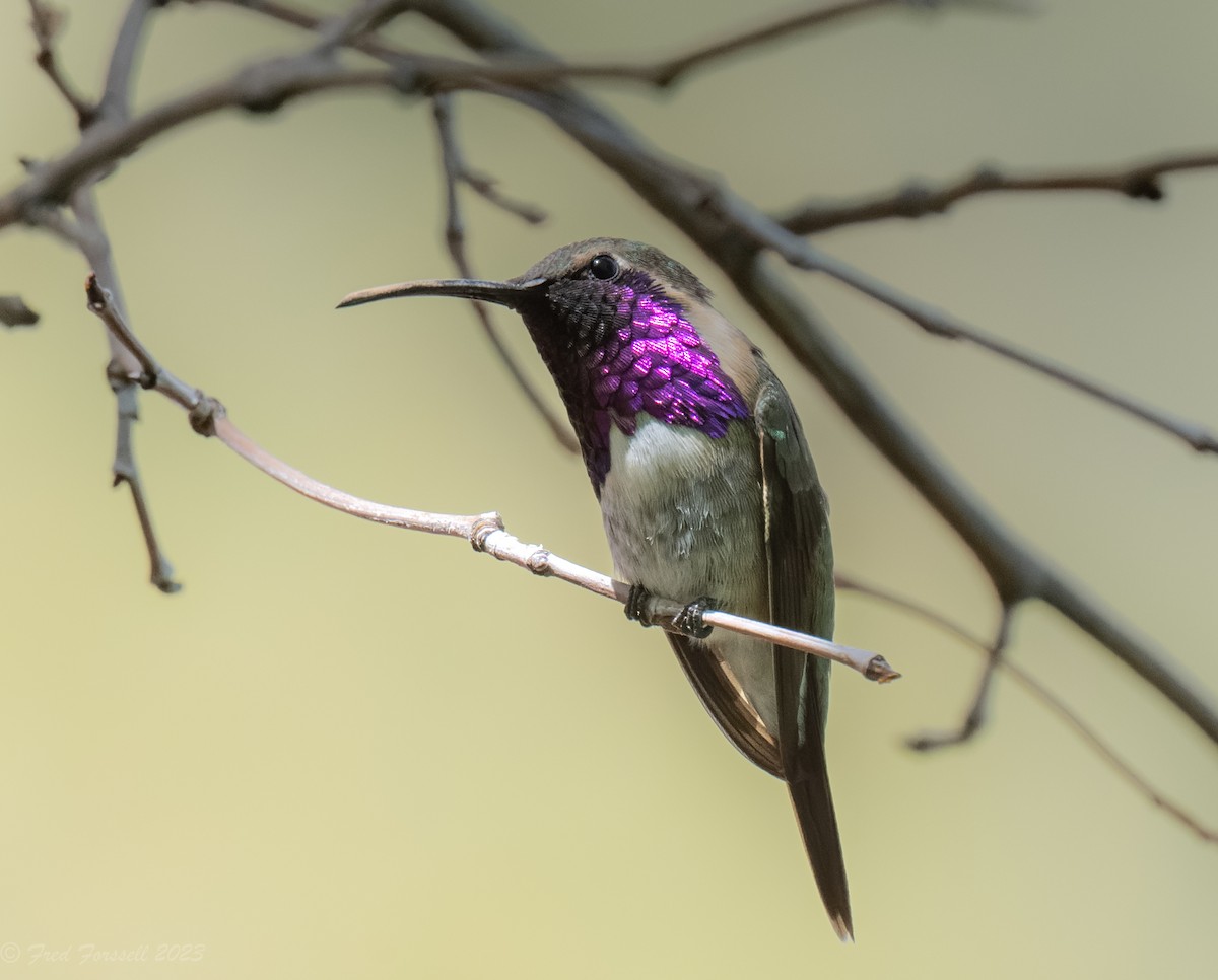 Lucifer Hummingbird - Fred Forssell